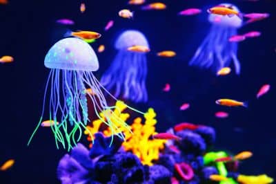 Hellblaue Quallen, bunte Fische und Korallen in einem Aquarium