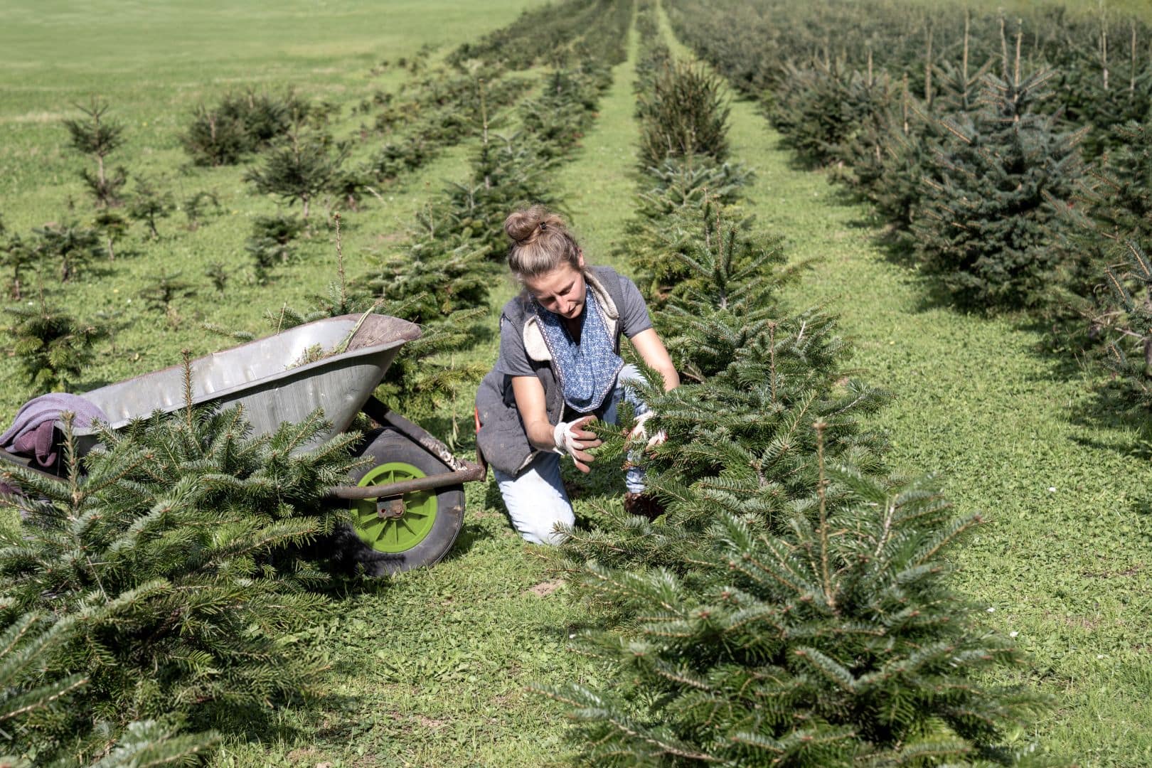 Gärtnerin mit Scheibtruhe hegt und pflegt einen Jungwald bestehend aus etwa einem Meter hohen Nadelbäumen.