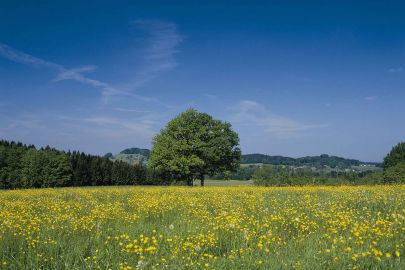 Blumenwiese mit Baum