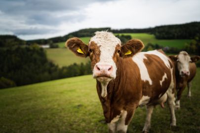 (c) Zotter Fleisch Kuh auf der Weide